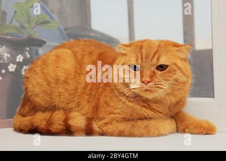 Unzufrieden scottish Falte rote Katze Stockfoto