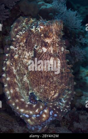 Octopus cyanea, auch bekannt als der große blaue Oktopus sitzt auf dem Korallenriff im Roten Meer. Stockfoto