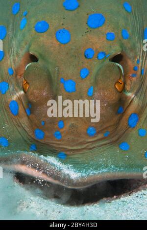 Der bluespottierte Ribbontail-Roch (Taeniura lympma) ernährt sich im Sand des Roten Meeres. Stockfoto