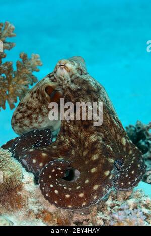 Octopus cyanea, auch bekannt als der große blaue Oktopus sitzt auf dem Korallenriff im Roten Meer. Stockfoto