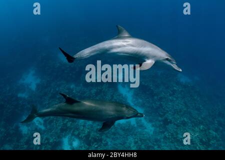 Ein paar wilde indopazifische Tümmler (Tursiops aduncus) spielen vor der Kamera unter Wasser im Roten Meer. Stockfoto