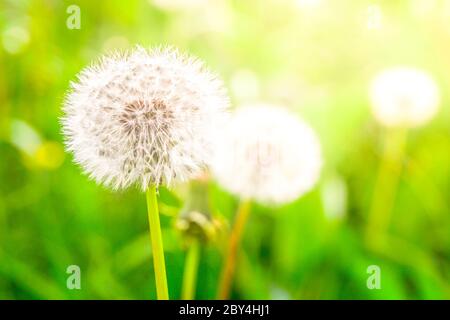 Verblasste Löwenzahn mit flauschigen weißen Samen in der grünen Wiese. Stockfoto