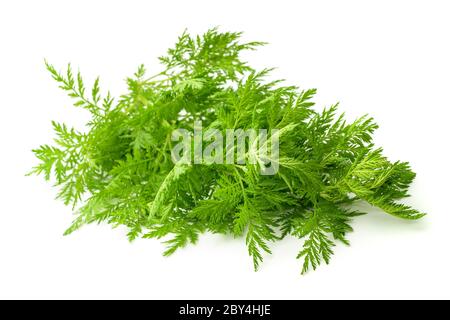 Artemisia annua Pflanze isoliert auf weißem Hintergrund Stockfoto