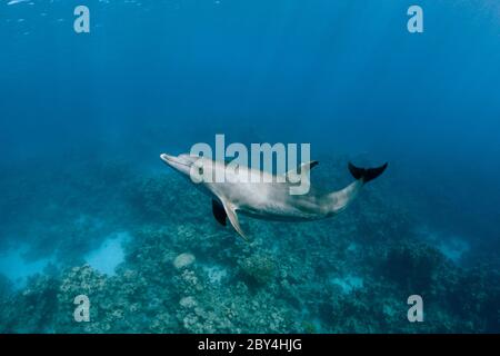 Ein einziger wilder indopazifischer Tümmler (Tursiops aduncus) spielt unter Wasser vor der Kamera im Roten Meer. Stockfoto