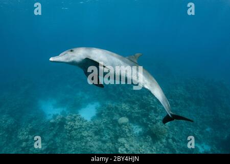 Ein einziger wilder indopazifischer Tümmler (Tursiops aduncus) spielt unter Wasser vor der Kamera im Roten Meer. Stockfoto