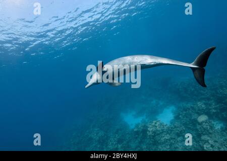 Ein einziger wilder indopazifischer Tümmler (Tursiops aduncus) spielt unter Wasser vor der Kamera im Roten Meer. Stockfoto