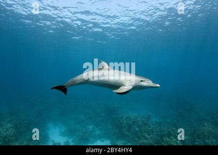 Ein einziger wilder indopazifischer Tümmler (Tursiops aduncus) spielt unter Wasser vor der Kamera im Roten Meer. Stockfoto