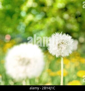 Löwenzahn auf grüner Natur Hintergrund Stockfoto