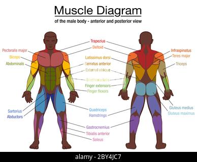 Muskeldiagramm, wichtigste Muskeln eines athletischen schwarzen Mannes, vordere und hintere Ansicht, männlicher Körper. Beschriftete Grafik, weißer Hintergrund. Stockfoto