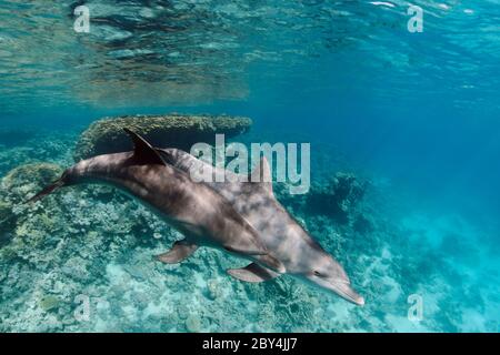 Ein paar wilde indopazifische Tümmler (Tursiops aduncus) spielen vor der Kamera unter Wasser im Roten Meer. Stockfoto