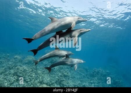 Eine Familie wilder Indo-Pazifischer Tümmler (Tursiops aduncus) spielt unter Wasser vor der Kamera im Roten Meer. Stockfoto