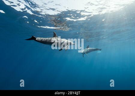 Ein paar wilde indopazifische Tümmler (Tursiops aduncus) spielen vor der Kamera unter Wasser im Roten Meer. Stockfoto