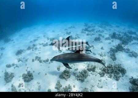 Eine Familie wilder Indo-Pazifischer Tümmler (Tursiops aduncus) spielt unter Wasser vor der Kamera im Roten Meer. Stockfoto