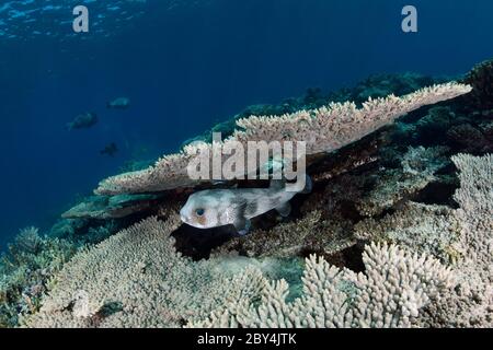 Der Stachelschwein (Diodon hystrix) versteckt sich unter der Tafelkoralle am Riff im Roten Meer. Stockfoto