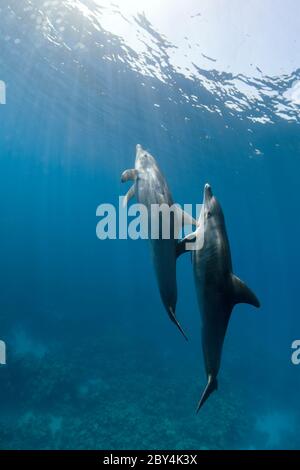 Ein paar wilde indopazifische Tümmler (Tursiops aduncus) spielen vor der Kamera unter Wasser im Roten Meer. Stockfoto