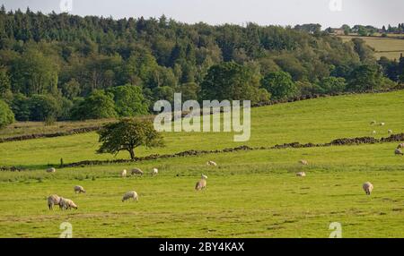 Bauernhäuser auf einem Hügel mit Blick auf die Felder im Tal unten mit Schafen grasen in der Nähe des Fewston Reservoir in West Yorkshire. Stockfoto