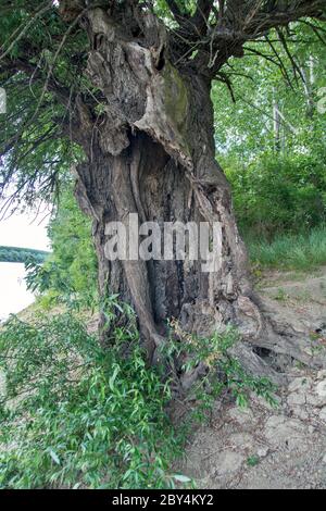 Ein großer alter Weidenbaum, der beschädigt wurde. Die Weide steht noch immer kraftvoll über dem Fluss und widersteht den Verwüstungen der Zeit. Stockfoto