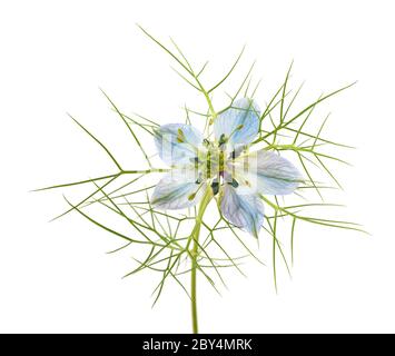 Liebe in einer Nebelblume auf weiß isoliert Stockfoto