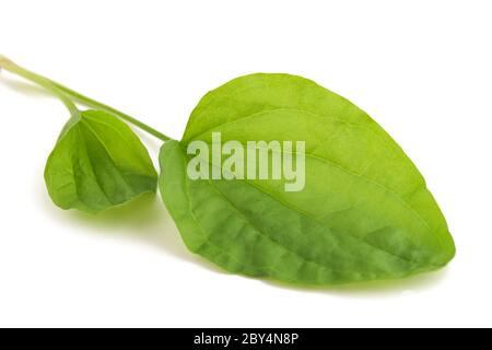 Laubblangenblätter auf weißem Hintergrund isoliert Stockfoto