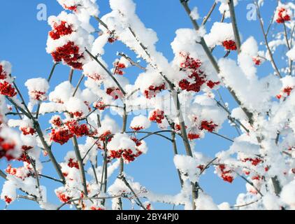 Aschebeere verzweigt sich unter Schnee Stockfoto