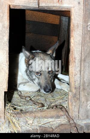 Alter, fitter Hund an Kette Stockfoto