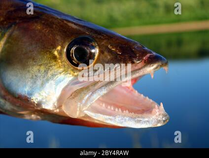 Zander Angeln Kopf Stockfoto