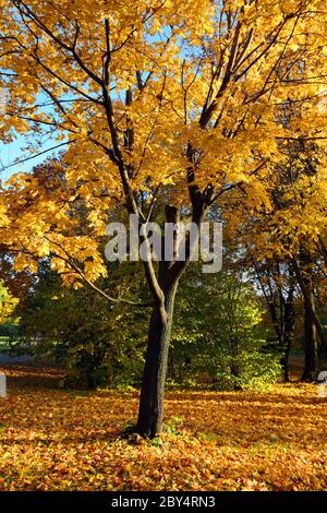 Herbst gelb Baum Stockfoto