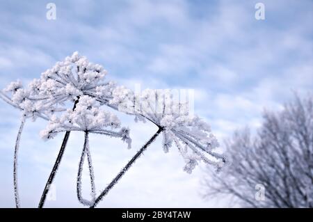 Winterlandschaft. Winter-Szene Stockfoto