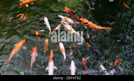 Königskarpfen im Teich. Japanische Koi im Wasser, Blick von oben. Brokat Karpfen im Wasser. Heiliger Fisch. Dekorative domestizierte Fische aus der Amur subspe gezüchtet Stockfoto