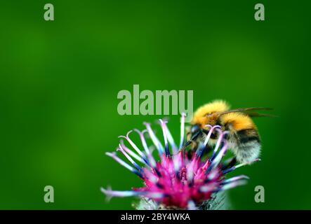 Hummel auf Distel Blume Stockfoto