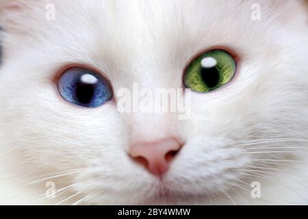 Weiße Katze mit verschiedenfarbigen Augen Stockfoto