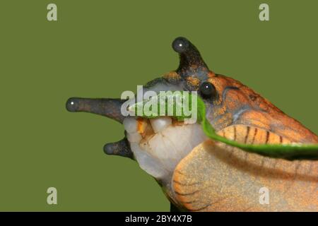 Rote Schnecke, Arion rufus Stockfoto