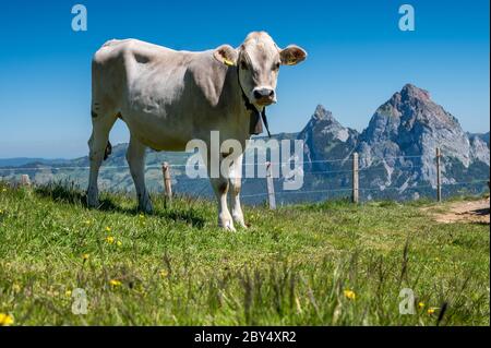 Rind auf Schweizer Alpwiese in der Zentralschweiz mit Mythen Stockfoto