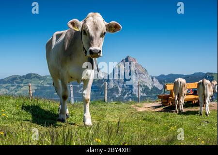 Rind auf Schweizer Alpwiese in der Zentralschweiz mit Mythen Stockfoto