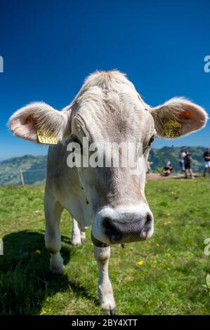 Nahaufnahme von Rind auf Schweizer Alpwiese in der Zentralschweiz Stockfoto