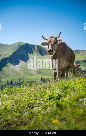 Kuh auf Schweizer Alpwiese in der Zentralschweiz Stockfoto