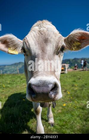 Nahaufnahme von Rind auf Schweizer Alpwiese in der Zentralschweiz Stockfoto