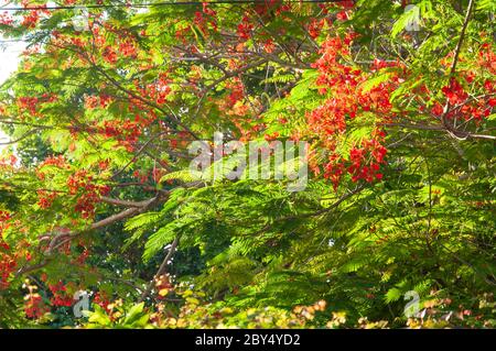 Flamboyant (Delonix regia) oder Flammenbaum, leuchtend rote Blumen auf einem grünen Baum auf den Seychellen Stockfoto