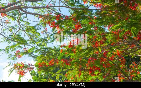 Flamboyant (Delonix regia) oder Flammenbaum, leuchtend rote Blumen auf einem grünen Baum auf den Seychellen Stockfoto