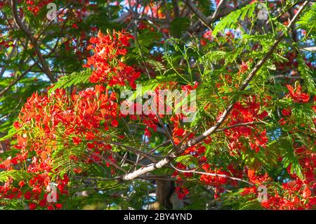 Flamboyant (Delonix regia) oder Flammenbaum, leuchtend rote Blumen auf einem grünen Baum auf den Seychellen Stockfoto