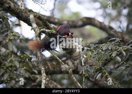 Malabarischer Riesenhörnchen, der die Berrys des Baniyan-Baumes in sehr engem, schönem Rahmen genießt. Stockfoto