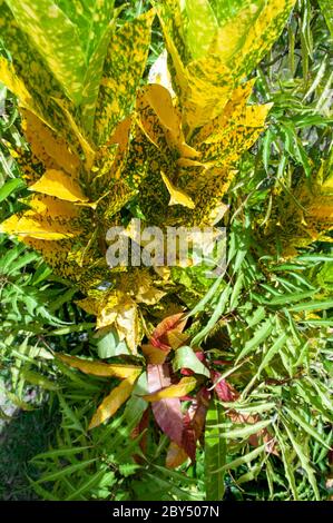 Gelbe Pflanze der variegierten Croton (Codiaeum variegatum var. pictum) Nahaufnahme von oben Stockfoto