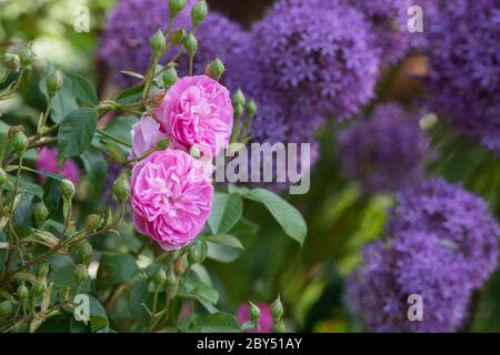 Rosa. Rosa Strauchrose vor Allien in einem englischen Garten. GROSSBRITANNIEN Stockfoto