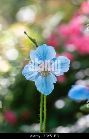 Meconopsis grandis. Blauer Himalaya-Mohn Stockfoto