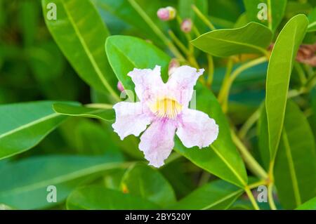 Schöne tropische Einzelblüte von Rosa Trompete-Baum (Tabebuia heterophylla) Stockfoto