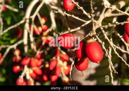 Tropische rote Datteln Früchte der Manilapalme (Adonidia merrillii) Stockfoto