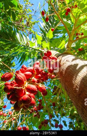 Tropische rote Datteln Früchte der Manilapalme (Adonidia merrillii) Stockfoto