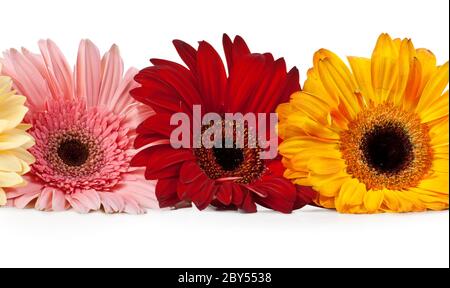 drei gerbera Stockfoto