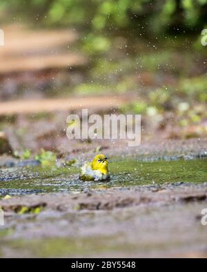 Indisches weißes Auge oder orientalisches weißes Auge in sehr schönem Rahmen. Mit Blumen und grünem Hintergrund. Stockfoto