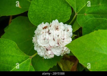 Eine schöne bunte weiße tropische Blume chinesischer Glorybower (Clerodendrum chinense) Stockfoto